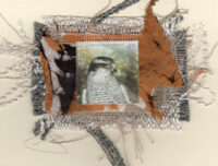 Falcon (Eesti) Bird Card