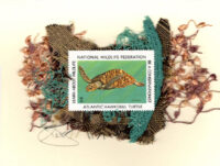 Atlantic Hawkskbill Sea Turtle (Non-Stamp) Card