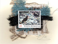 Black Oystercatchers (Romania) Card