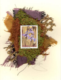 Purple Orchids (Zambia) Card