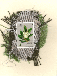 Yamagua White Flower (Cuba) Card