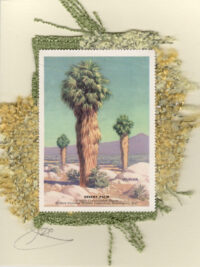Desert Palm (Vintage Label 1949-Non-Stamp) Card
