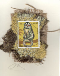 Monkey - Mono Aotes (Paraguay) Card