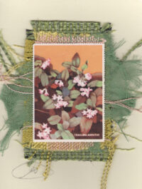 Trailing Arbutus (Non-Stamp) Card