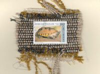 Mexican Musk Turtle (Togolaise) Card