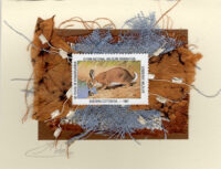 Eastern Cottontail Rabbit (Non-Stamp) Card