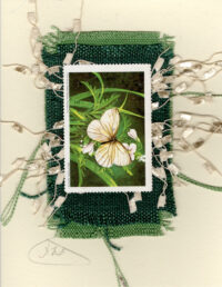 Mustard White Butterfly (Non-stamp) Card