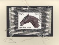 Black Stallion Horse (Romania) Card