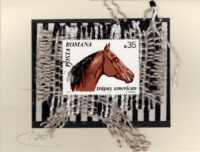 American Trapas Horse (Romania) Card