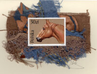 Chestnut Horse (Poland) Card